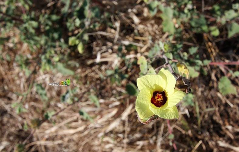 11707453_10152990617067227_5543793473551164082_n